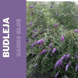 Budleja "Nanho Blue"